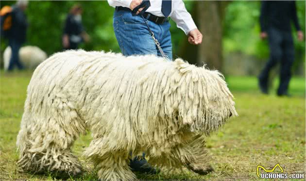 牧羊犬里的狗狗，都特别聪明颜值高，但最后的牧羊犬怎么长这样？