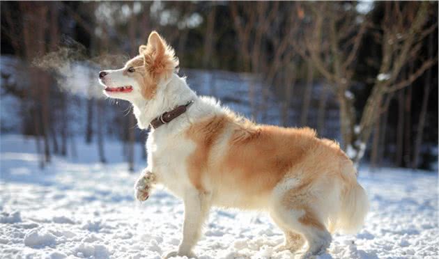 牧羊犬里的狗狗，都特别聪明颜值高，但最后的牧羊犬怎么长这样？