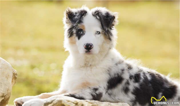 牧羊犬里的狗狗，都特别聪明颜值高，但最后的牧羊犬怎么长这样？