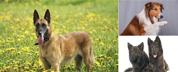 牧羊犬里的狗狗，都特别聪明颜值高，但最后的牧羊犬怎么长这样？