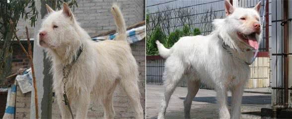 为什么很少人养下司犬?因为这几点让人“害怕”