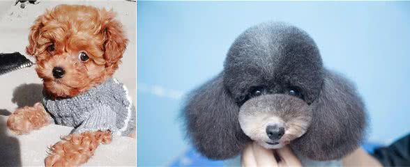 饲养泰迪犬不可不知的5种疾病，你知道吗？