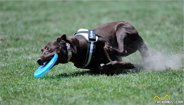 狗狗玩具被扔水里后，众犬纷纷下水打捞，唯有二哈找上了大石头