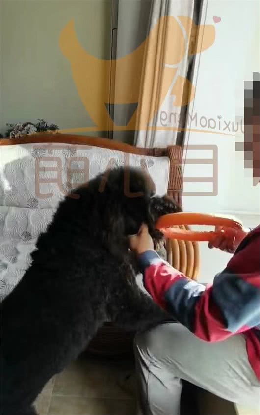 第一次养狗，就养了巨型贵宾犬，两个主人过得提心吊胆