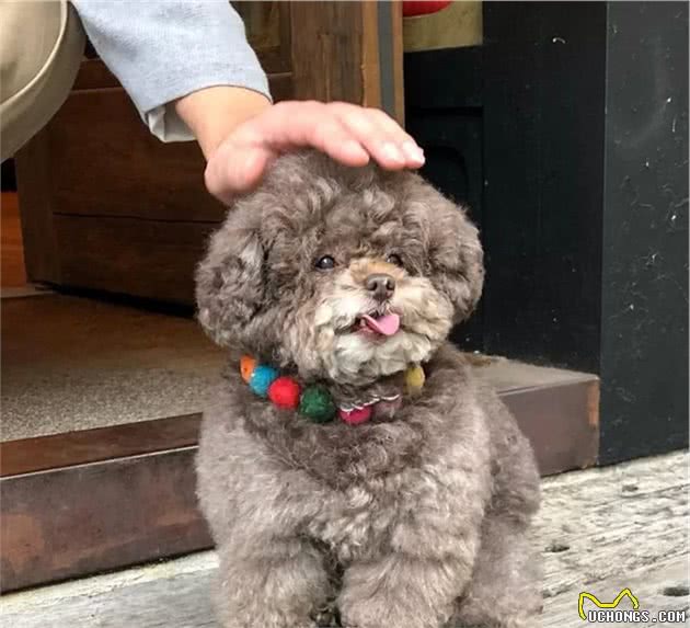 泰迪犬呕吐怎么办？泰迪犬呕吐原因以及治疗方法分享