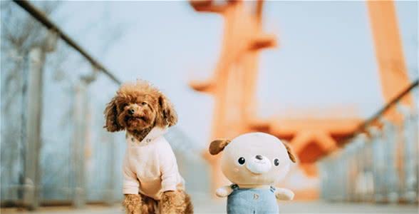 怎样训练泰迪直作揖