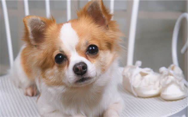 小狗突然便秘了怎么快速解决?处理便秘没有秘籍,注意三大方法