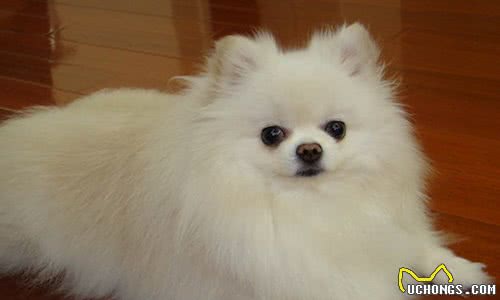 小狗突然便秘了怎么快速解决?处理便秘没有秘籍,注意三大方法