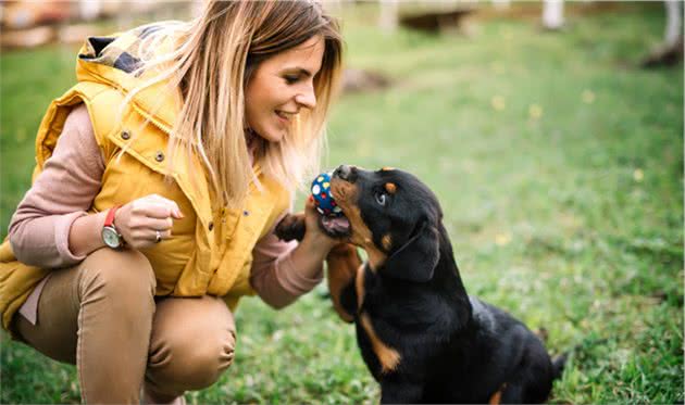 犬猫椎间盘性脊椎炎