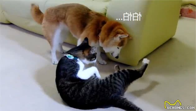 16岁老柴犬走路蹒跚，猫咪仿佛通狗性，温柔地给柴犬清理毛发