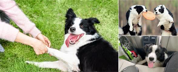 看完边牧犬这些“缺点”，我不敢养了