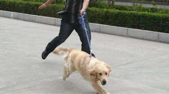 狗狗有这6种不良行为，都是宠主惯出来的，最后只会自讨苦吃