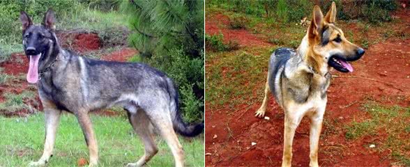 国产警犬中的中华“利剑”—昆明犬，敢于德牧、马犬争锋