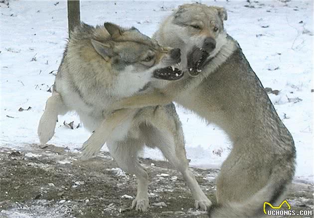 犬狼情：流浪犬施恩救孤狼，结奇缘犬狼育九仔，惊变故逃亡余一獒