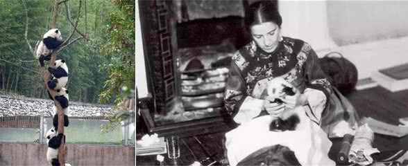 精选一组关于大熊猫的趣知识