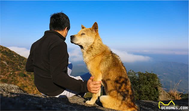 为什么“花舌头”的狗狗很抢手？原因这几点