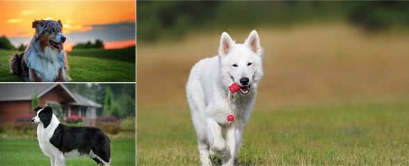 牧羊犬家族的四大成员，第二最高贵，边牧的智商世界第一