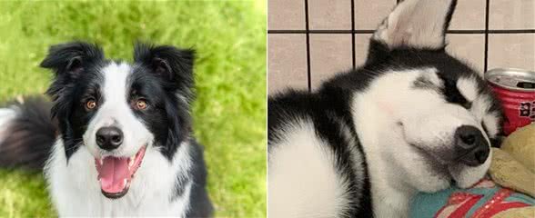 狗狗的鼻子