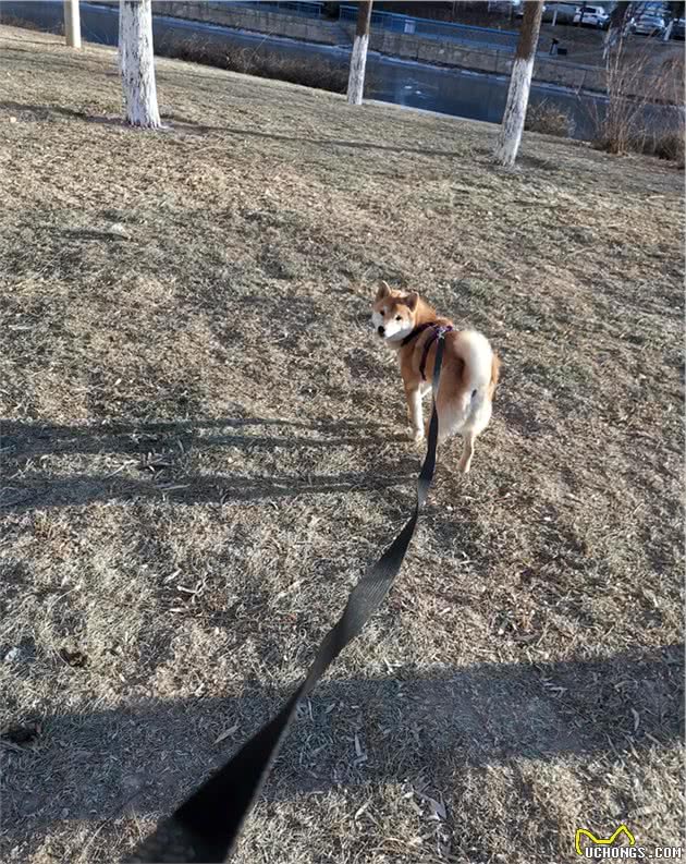 柴犬长篇劝退-从幼犬期到青春期