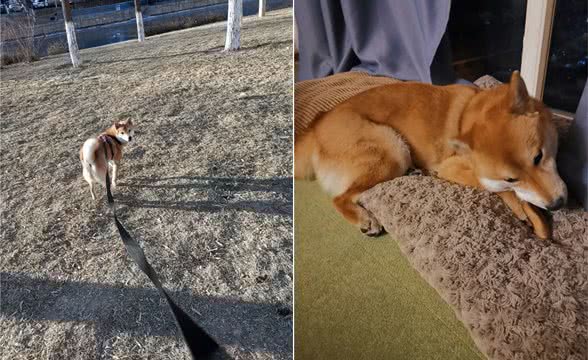 柴犬长篇劝退-从幼犬期到青春期