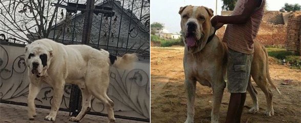 4种极品斗犬，打遍天下无敌手，其中一种是藏獒与高加索犬的后代