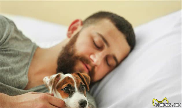 狗喜欢和主人“睡觉”,原来有这6大原因