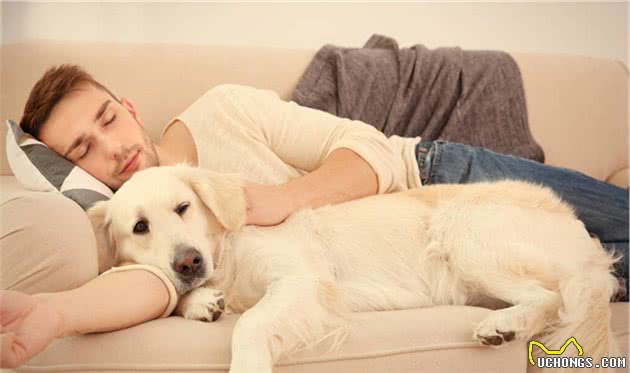 狗喜欢和主人“睡觉”,原来有这6大原因