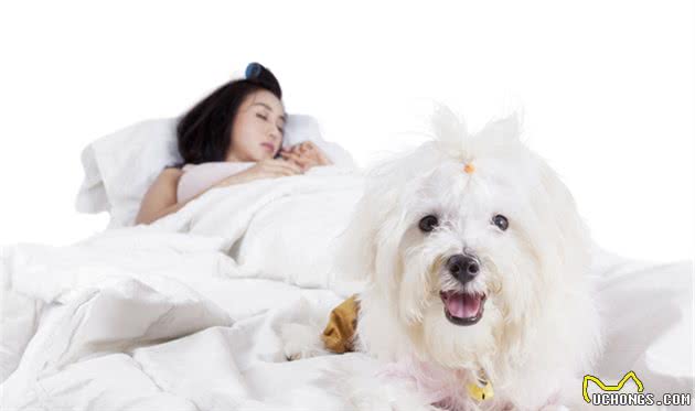 狗喜欢和主人“睡觉”,原来有这6大原因