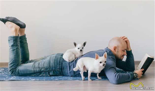 狗喜欢和主人“睡觉”,原来有这6大原因