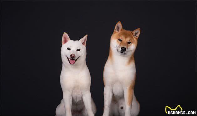 狗喜欢和主人“睡觉”,原来有这6大原因