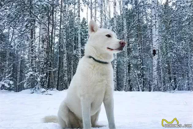 如此可爱受欢迎的秋田柴犬，在日本老家竟濒临面绝？