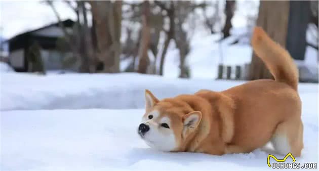 如此可爱受欢迎的秋田柴犬，在日本老家竟濒临面绝？