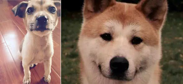如此可爱受欢迎的秋田柴犬，在日本老家竟濒临面绝？