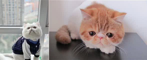 养加菲猫好吗？3个优点和3个缺点，看完你就知道了