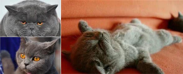 养英国短毛猫之前，你需要知道5件事