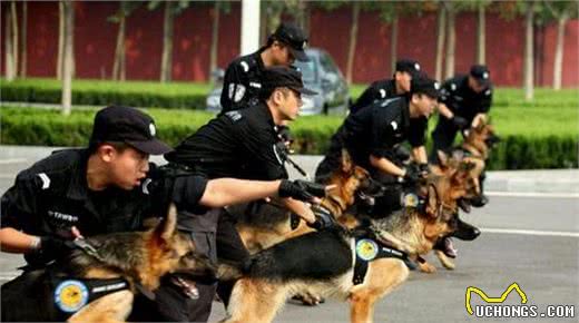 德国牧羊犬—军警犬之王、世界第一犬种