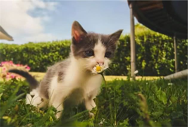 日本短尾猫多少钱一只，日本短尾猫价格