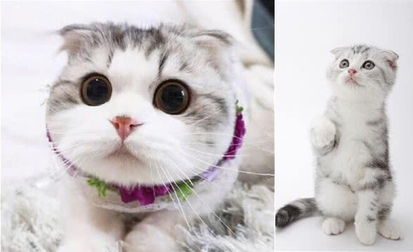 为什么繁殖折耳猫的人该接受谴责？折耳猫们每走一步路都像在控诉