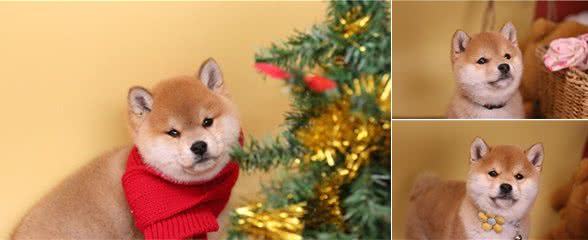 柴犬与秋田的区别!别上当哦