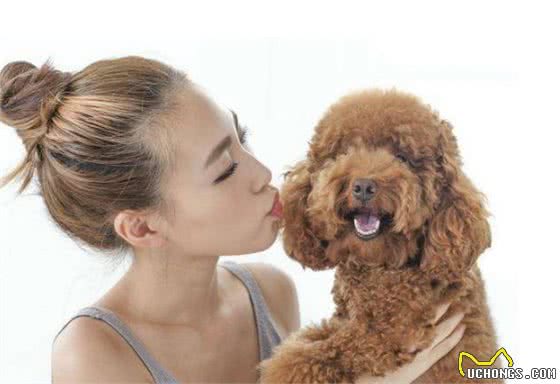 一人得病，全家感染！都是“泰迪犬”惹的祸