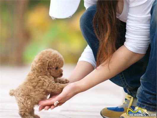 一人得病，全家感染！都是“泰迪犬”惹的祸