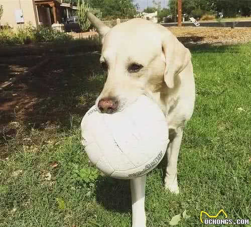 养一只拉布拉多犬，前提条件是什么？