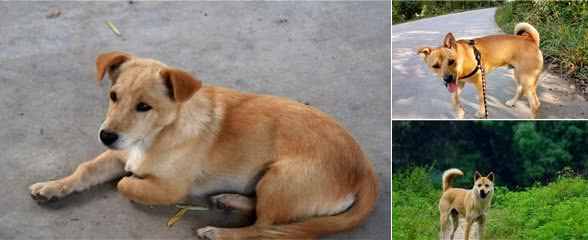 土狗身上的这4个优点你知道吗？养它不比养品种狗差