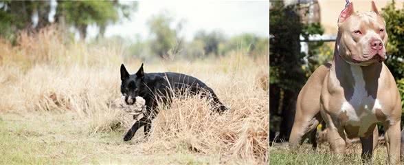 这4种犬价格不低，花销大，普通人饲养前要想好，其中它每天6餐