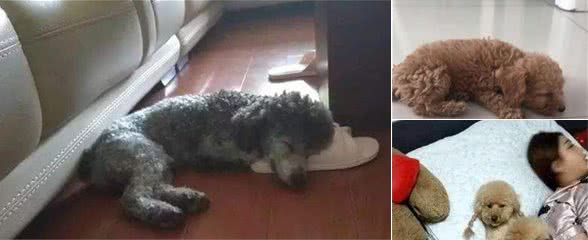 泰迪犬这样睡觉，说明它不信任你，希望你家没有