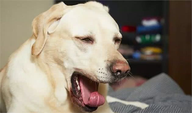 狗狗打喷嚏不一定是感冒,这些可能的原因,远比感冒严重