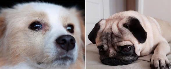 狗狗什么情况下会流泪?记住这六点