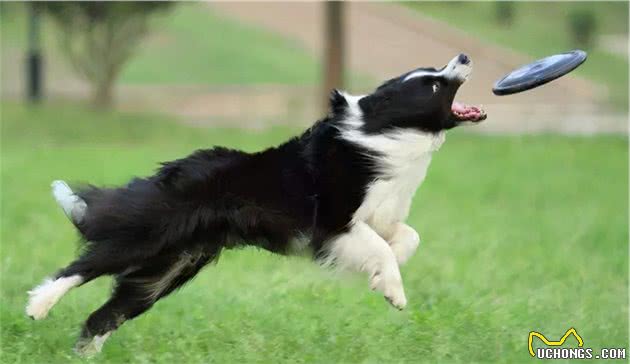 不要跟风养“边境牧羊犬”，真的太磨人了