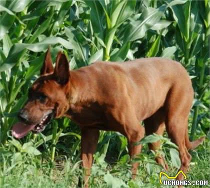 混血的黑狼犬和红狼犬，在你心中谁是国产犬中当之无愧的战神