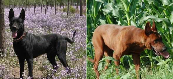 混血的黑狼犬和红狼犬，在你心中谁是国产犬中当之无愧的战神